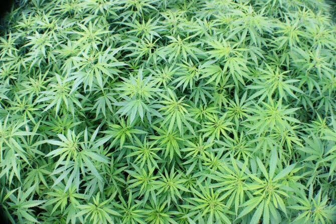 900 plants de cannabis dans le petit village de Lanrelas